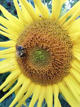 Wildbiene an Sonnenblume