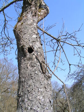 14. Obstbaum mit Faulhöhle